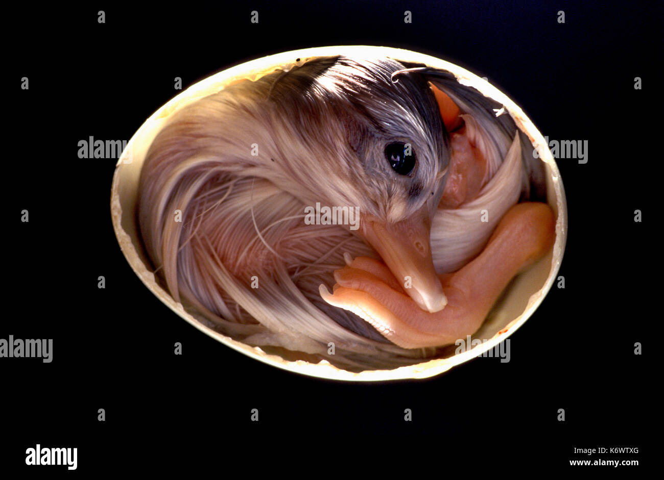 Domestico, anatra Anas specie piume bianche, ciclo di vita all'interno di uovo pulcino sequenza di crescita Foto Stock