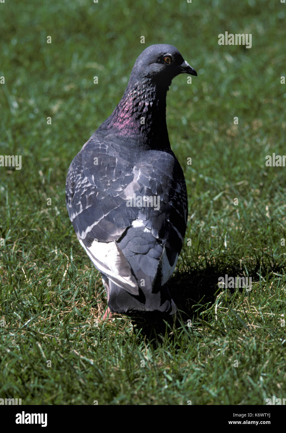 Piccioni selvatici, Columba livia, sull'erba Foto Stock