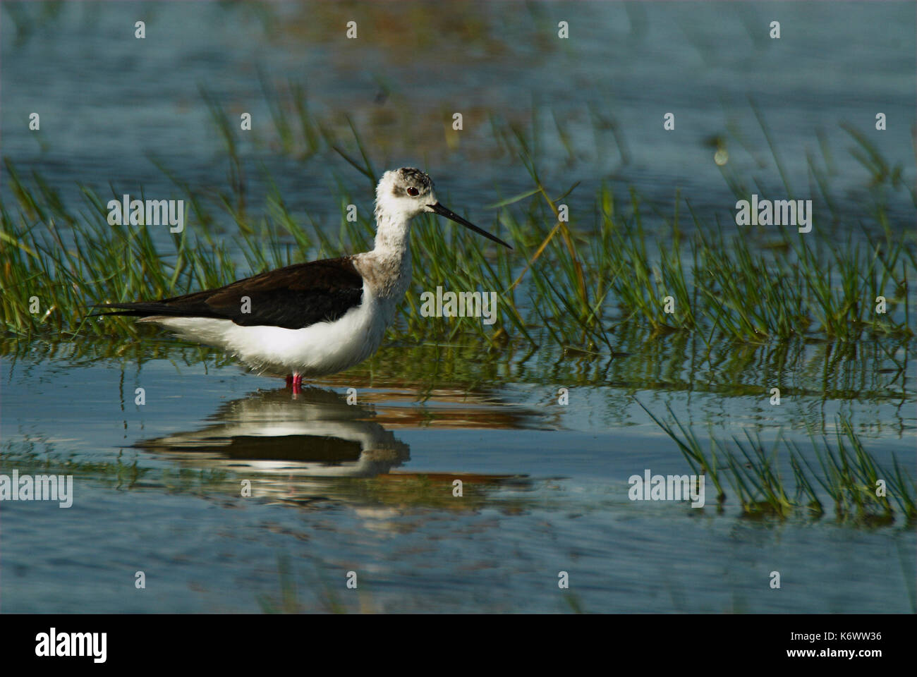 Nero stilt alato, Himantopus himantopus, in andalusia andalusia, lunghe gambe rosa, nero bill, guadare in acqua, wader una palude. Foto Stock