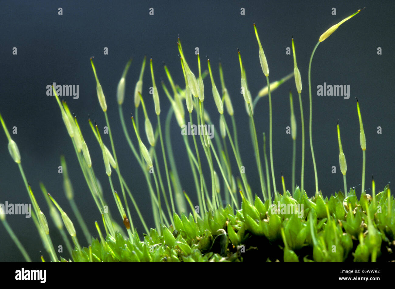 Moss, seme capsuals, close up Foto Stock