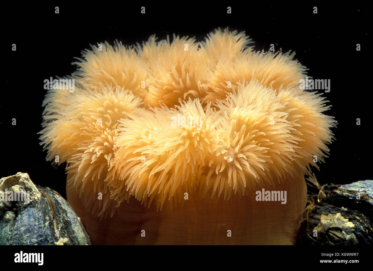 Plumrose anemone, metridium senile, di colore arancione con tentacoli Foto Stock