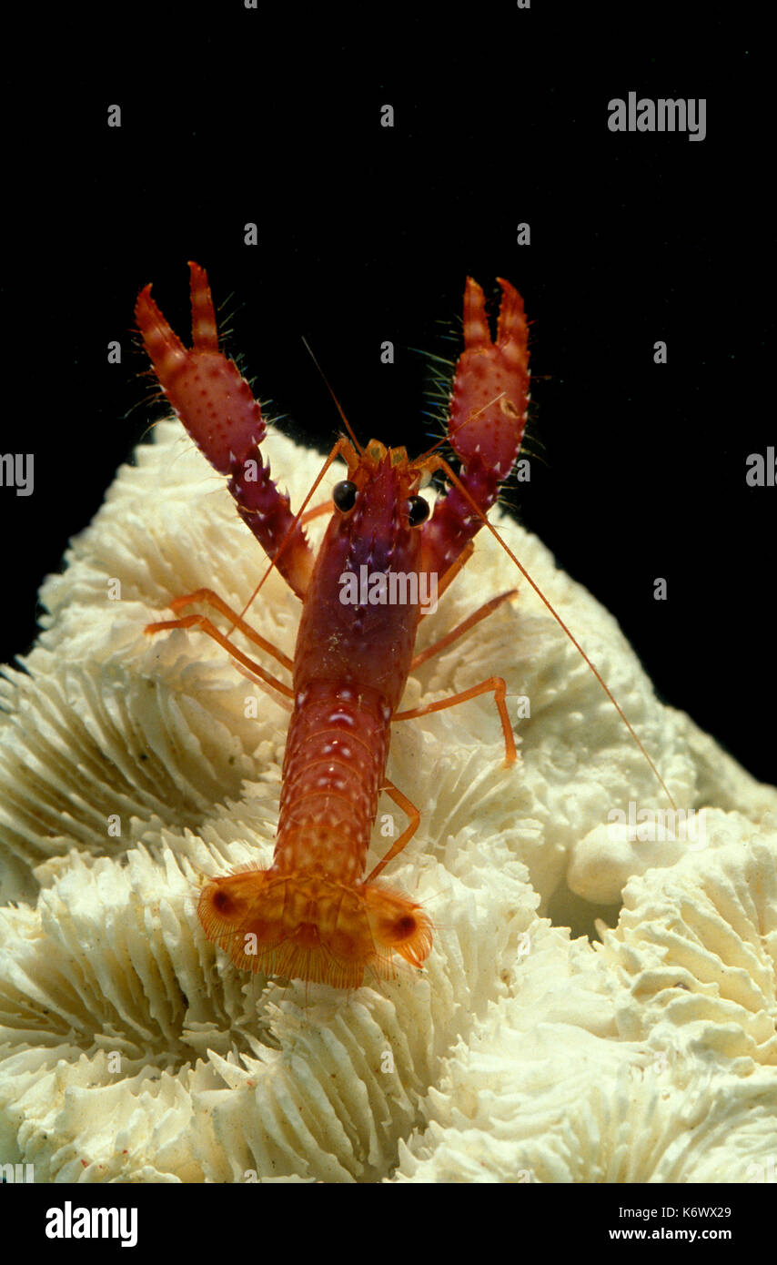 Pistola di gamberi alpheus armatus, su Coral, pinze sollevato, serbatoio condizioni controllate, colore rosso Foto Stock