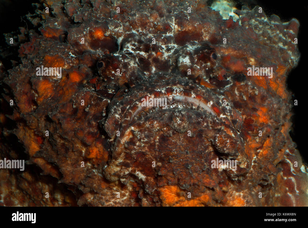 Pesci pietra, Synanceia verrucosa, vicino che mostra la faccia, camuffati, velenosi sta in agguato per la preda, barriere coralline, Foto Stock