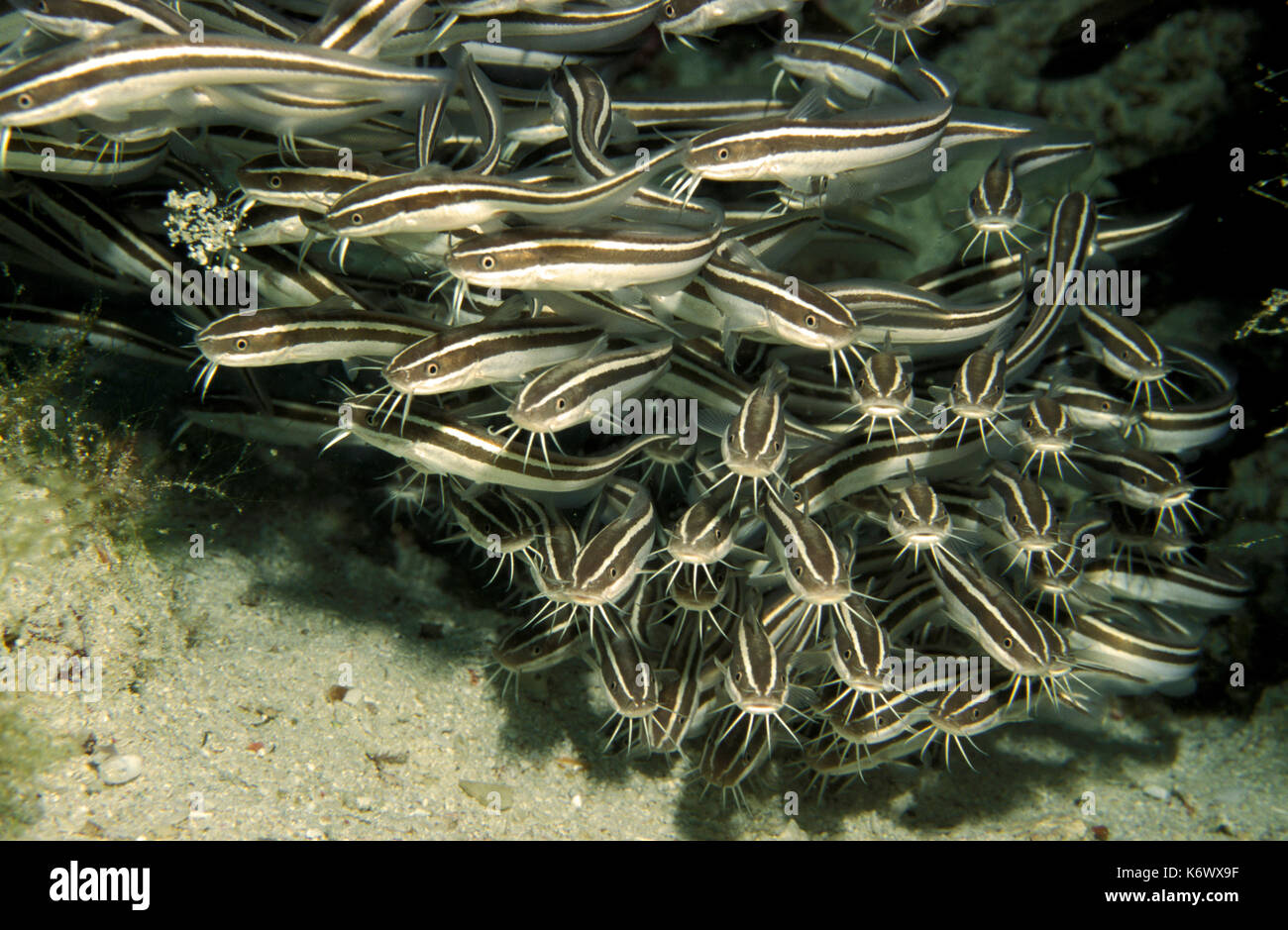 Pesce gatto striato (plotosus lineatus) - shoal, kapalai celebes mare, Sabah Foto Stock