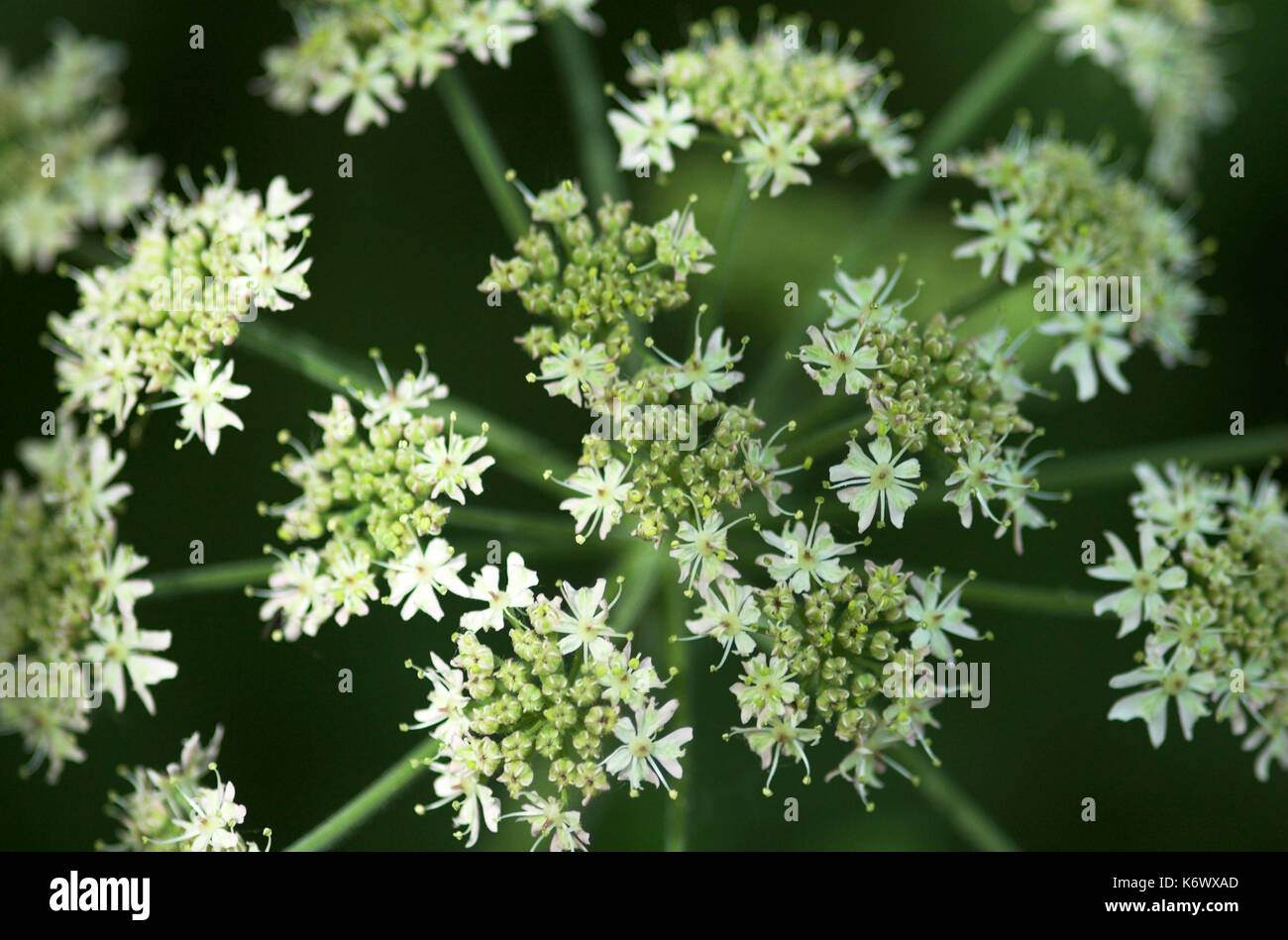 Wild angelica, angelica sylvestris, in prossimità della testa di fioritura, stodmarsh, kent, fiori di colore bianco Foto Stock