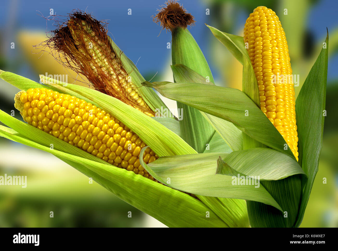 Il mais la più eccellente raccolto nel mondo Foto Stock