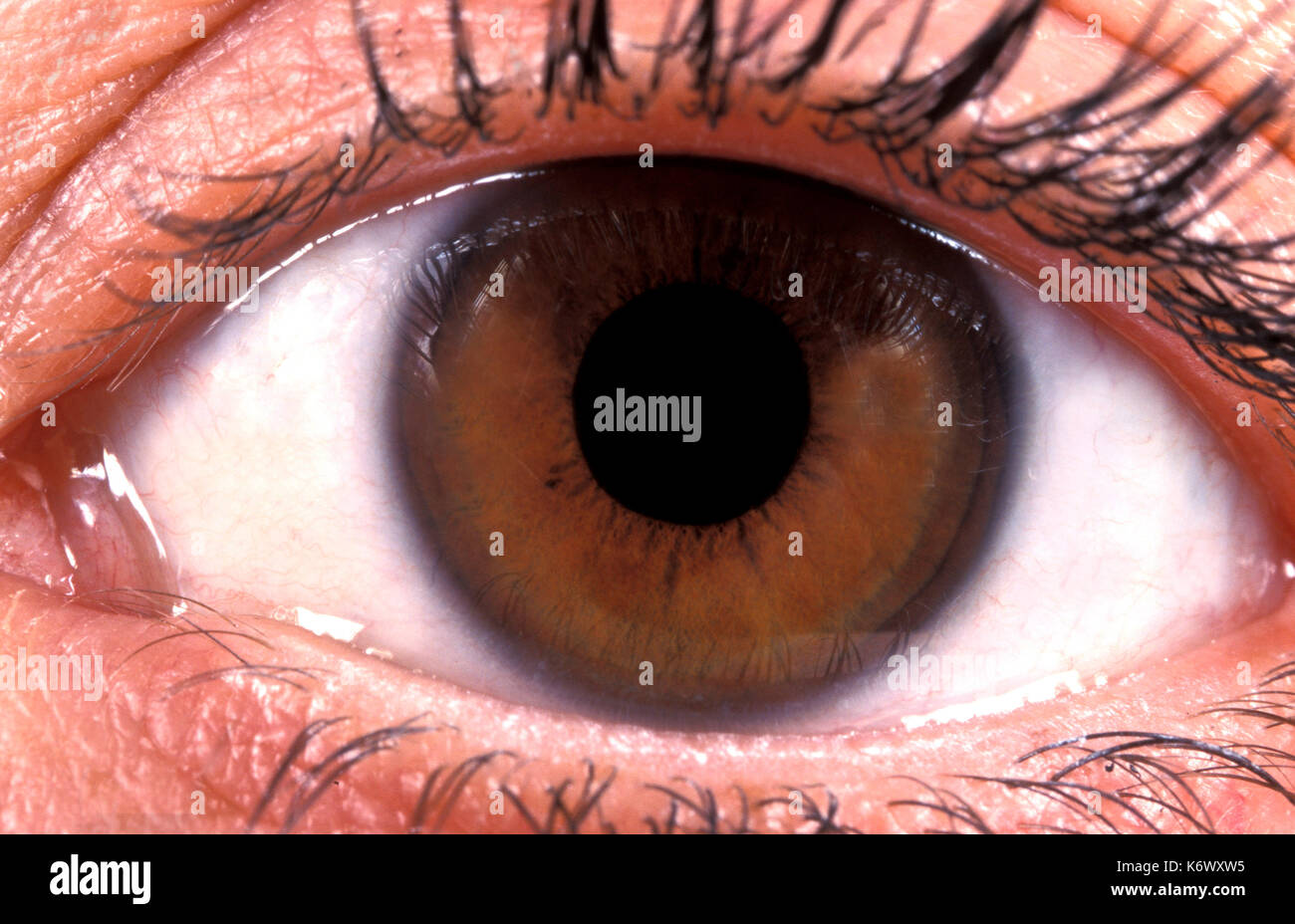 Ravvicinata di un occhio umano, marrone, la pupilla, l'iride, ciglia Foto Stock