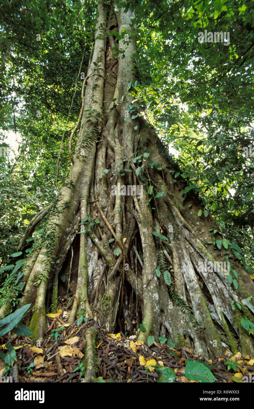 Strangler fig, foresta pluviale primaria, di Danum Valley, Sabah, ampio angolo che mostra tutta la struttura ad albero e tettuccio Foto Stock