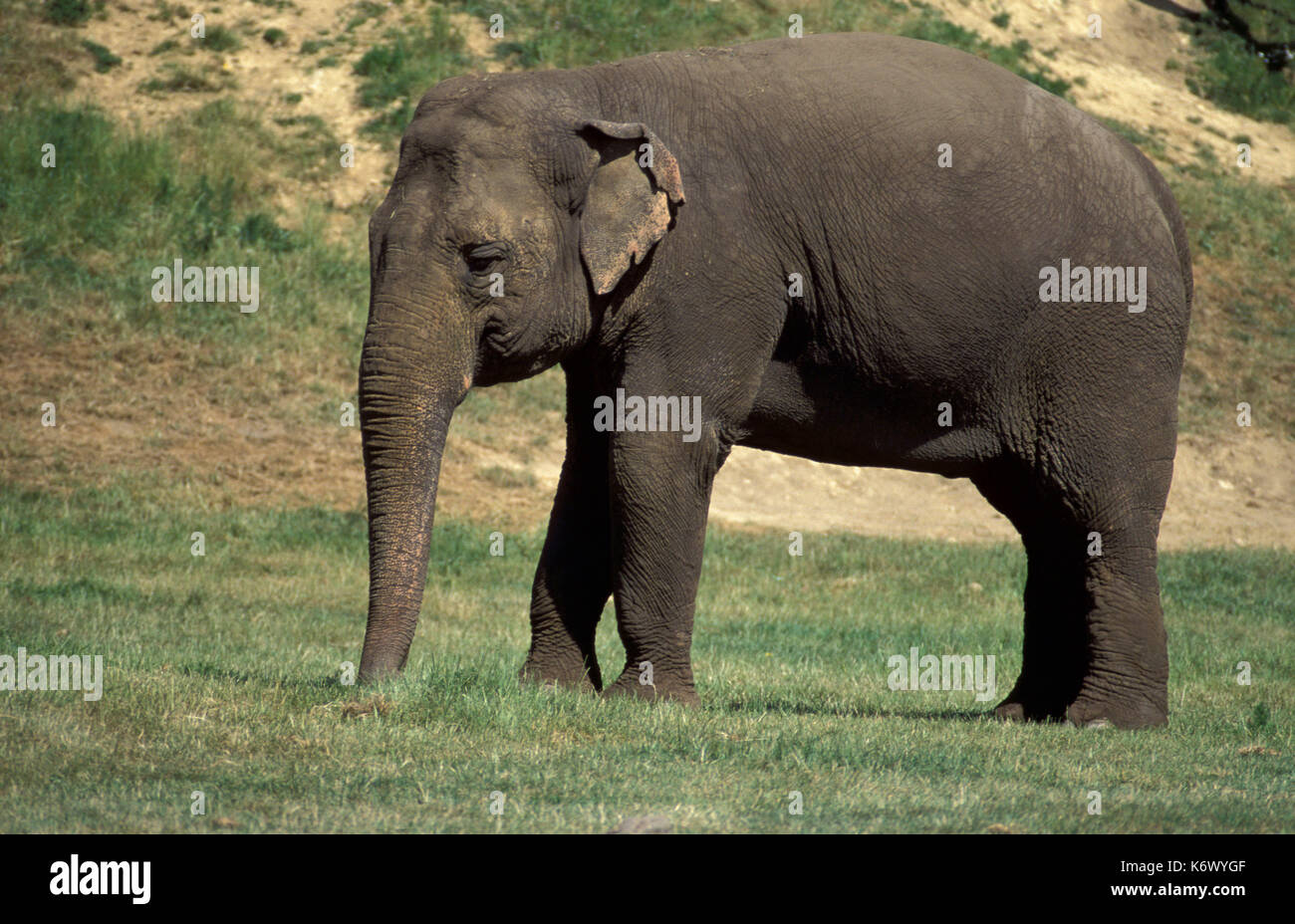 Elefante asiatico (prigioniero) (Elephas maximus), mostrando tutto il corpo e piccole orecchie e lungo tronco Foto Stock