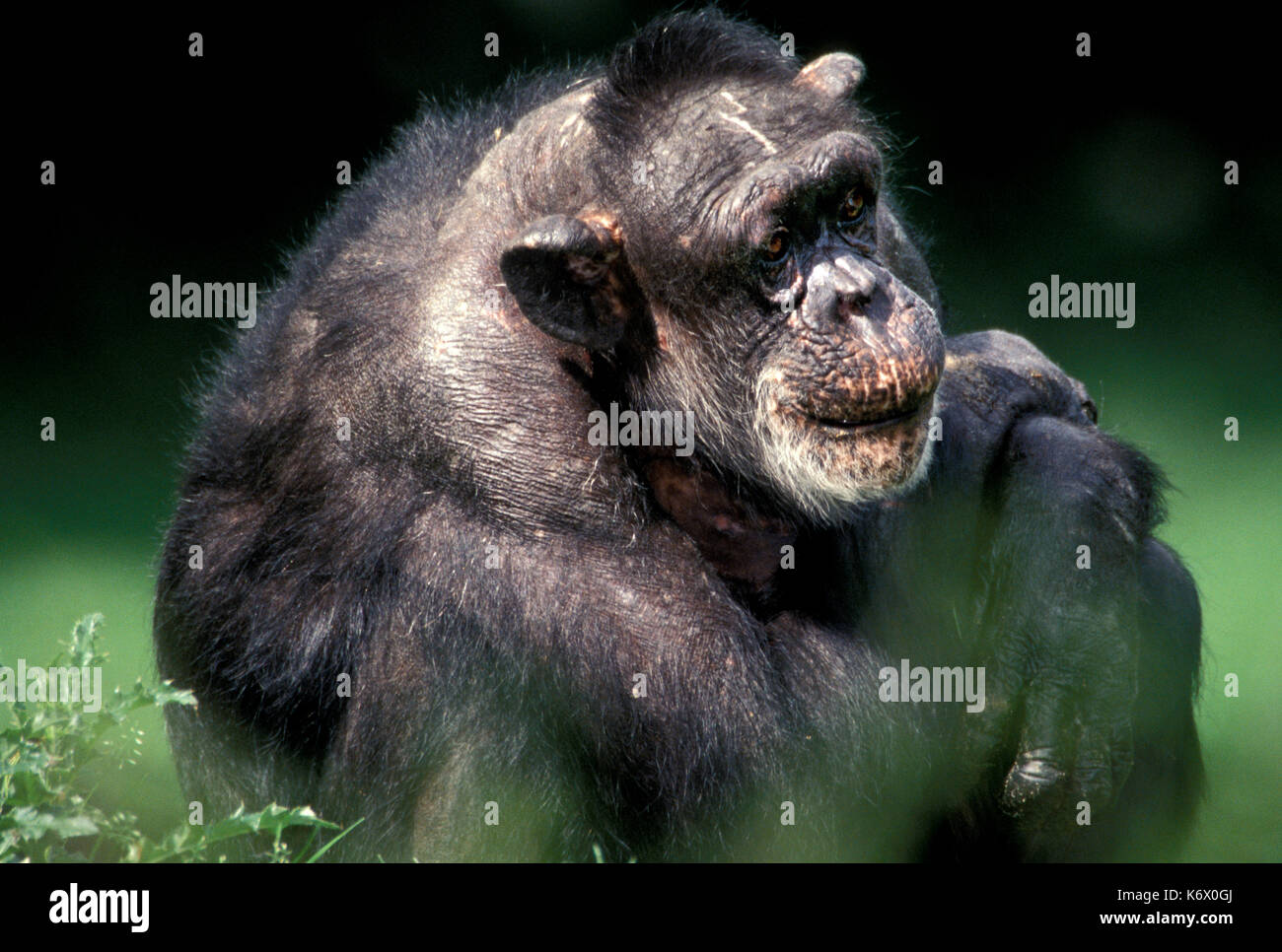 Uno scimpanzé (Pan troglodytes) - captive, vecchio maschio, proviene da ovest dell Uganda Foto Stock
