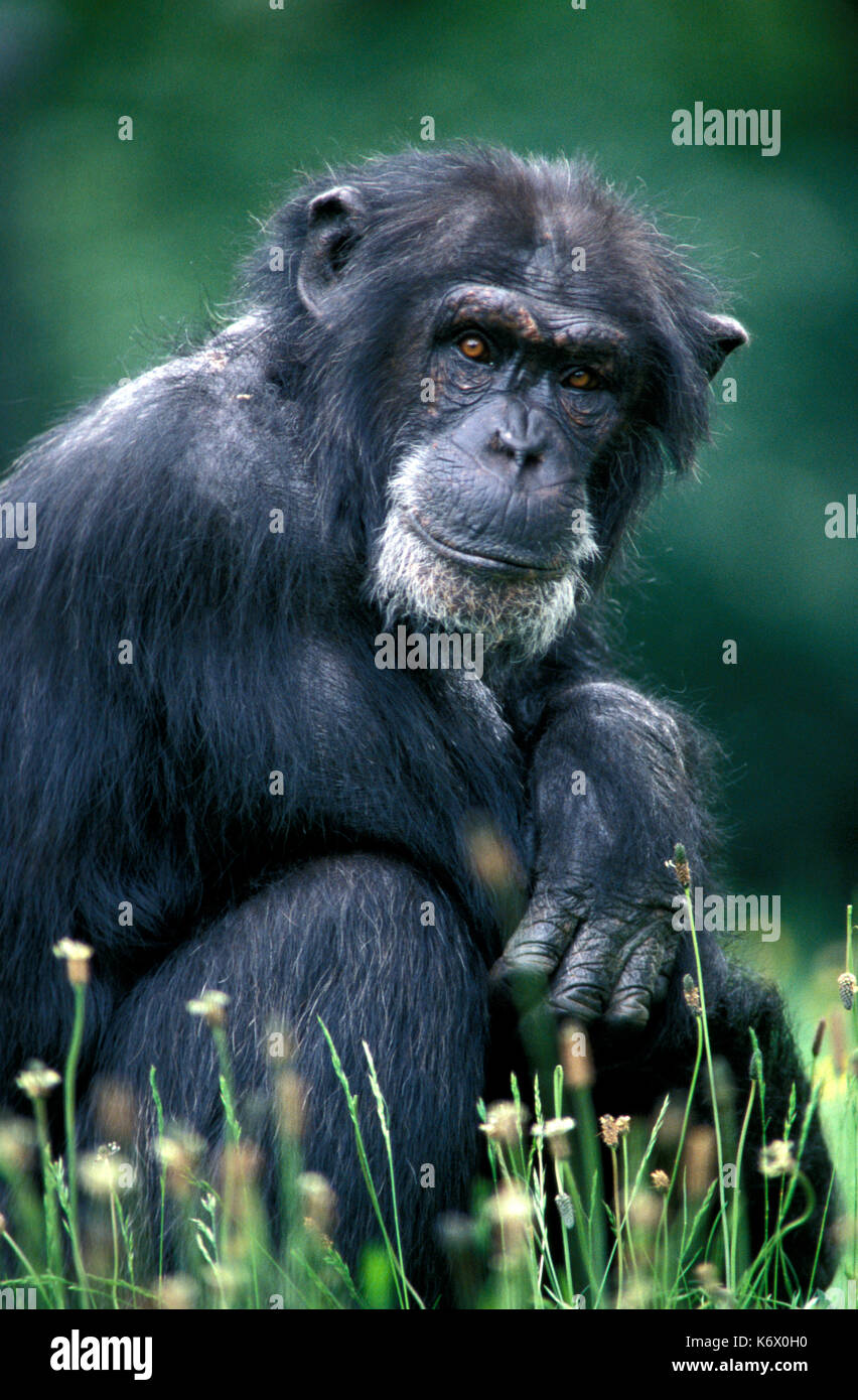 Scimpanzé, Pan troglodytes, prigionieri maschio vecchio guardando verso la telecamera, proviene da ovest dell Uganda Foto Stock