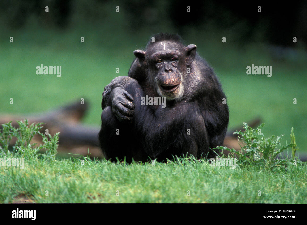 Scimpanzé, Pan troglodytes, prigionieri vecchi maschio, proviene da ovest dell Uganda Foto Stock