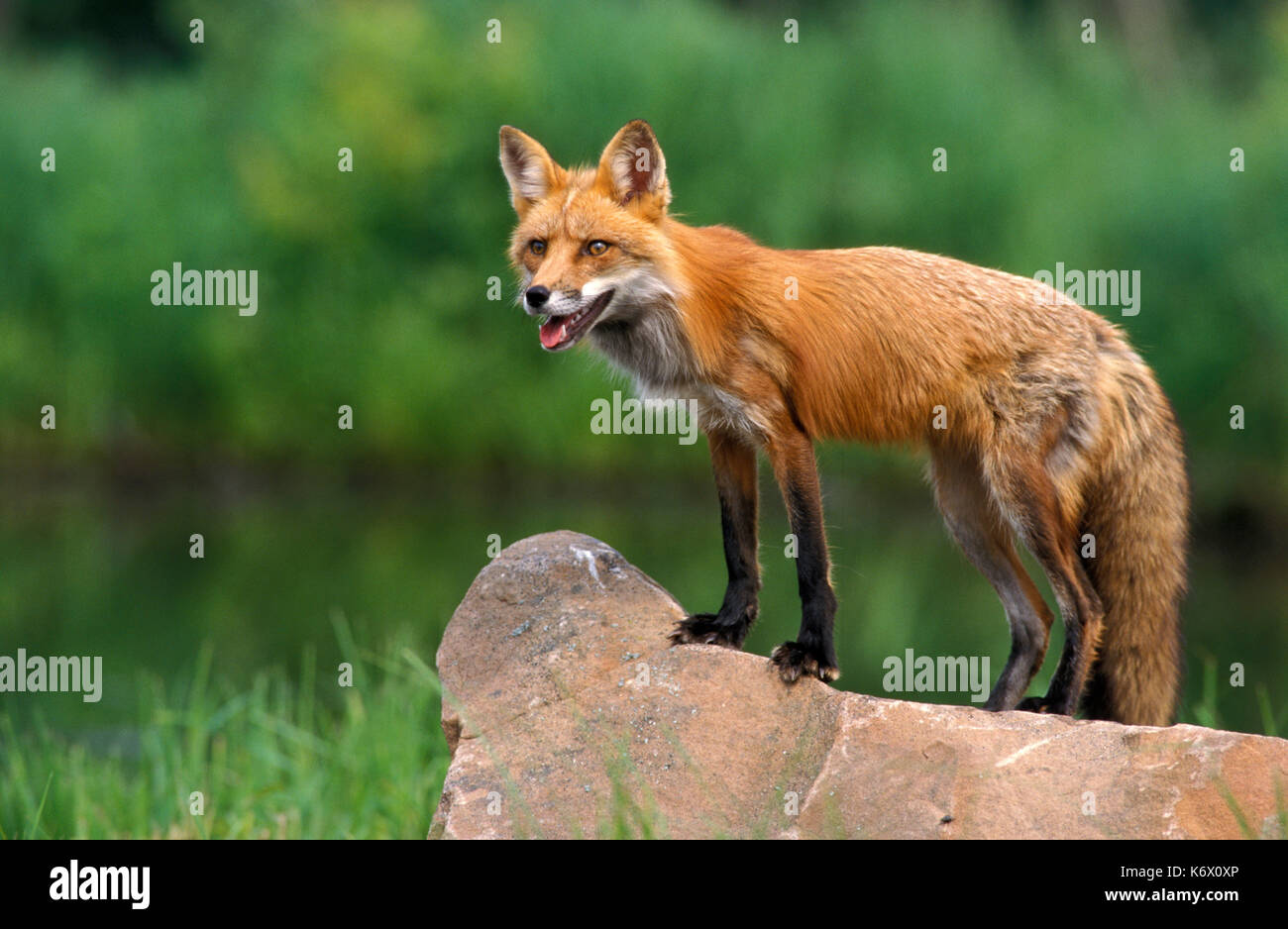 Red Fox (vulpes vulpes fulva) - vixen donna adulto su roccia, la fase rossa, riflessione, captive Foto Stock