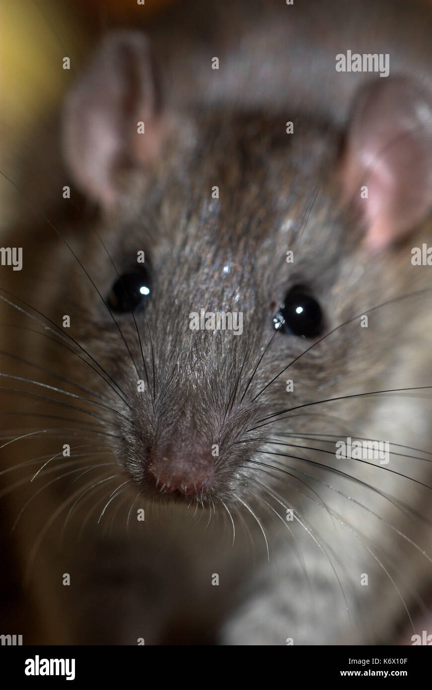 Nero, ratto Rattus rattus, ritratto, grandi orecchie e baffi Foto Stock