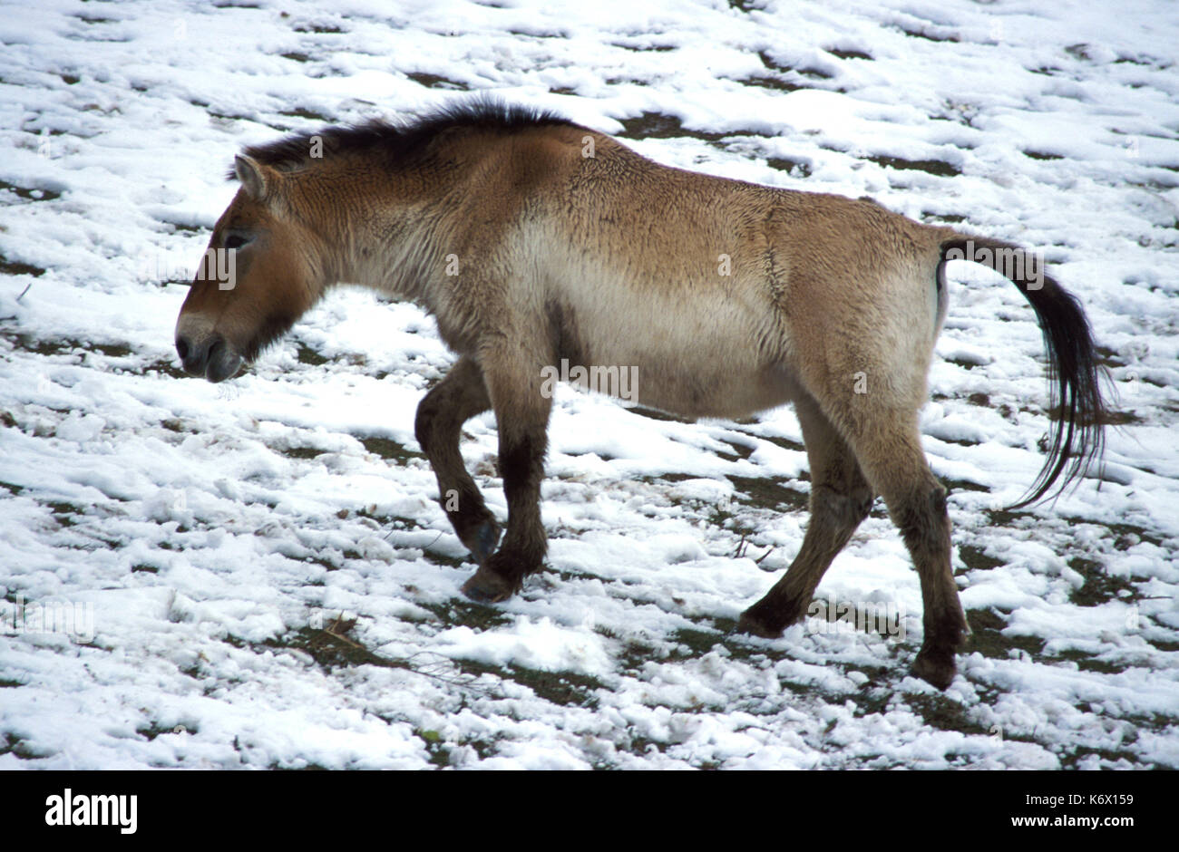 Asian Wild Horse, equss caballus przewalskii, nella neve, captive Foto Stock