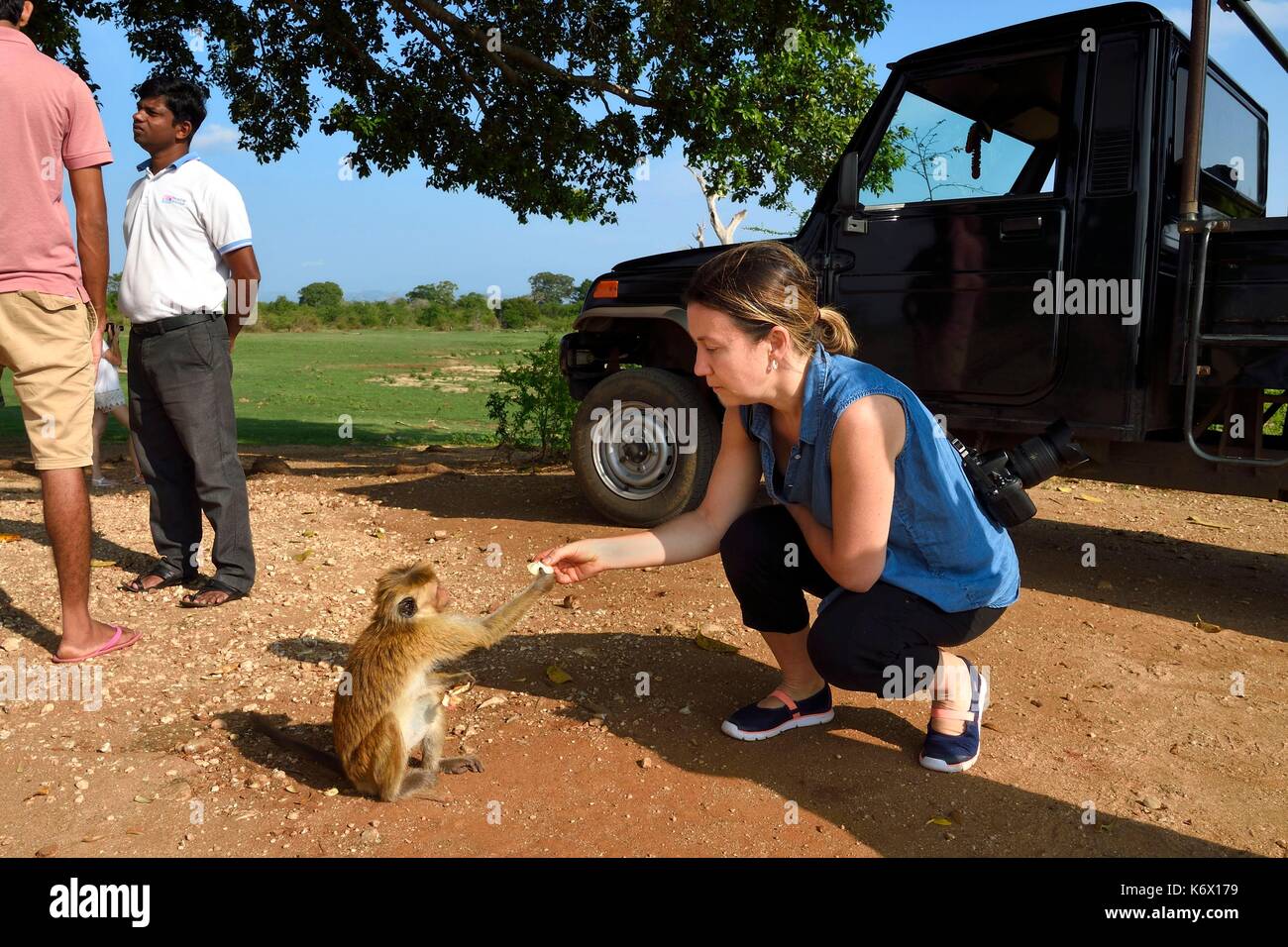 Sri Lanka, provincia di Uva, Udawalawe parco nazionale, Toque macaque (Macaca sinica) Foto Stock