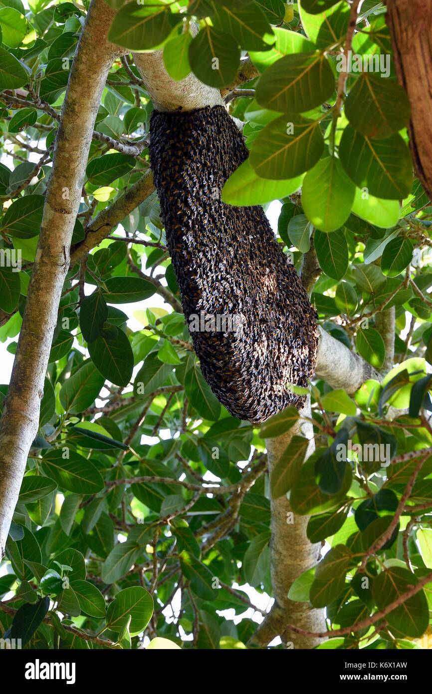 Sri Lanka, provincia di Uva, Udawalawe parco nazionale gigante, il miele delle api (Apis Dorsata) nido Foto Stock