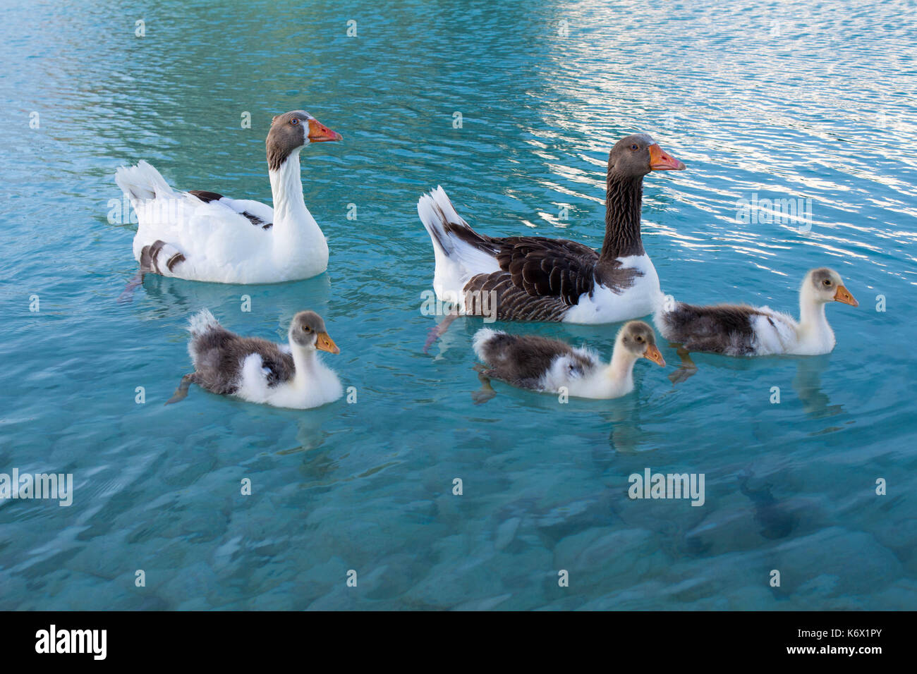 Famiglia di oca nuoto Foto Stock