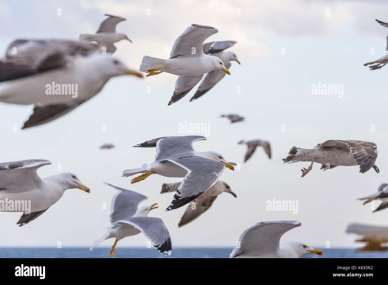 Francia, Alpes Maritimes, Cannes, gabbiani volando sopra la spiaggia Foto Stock