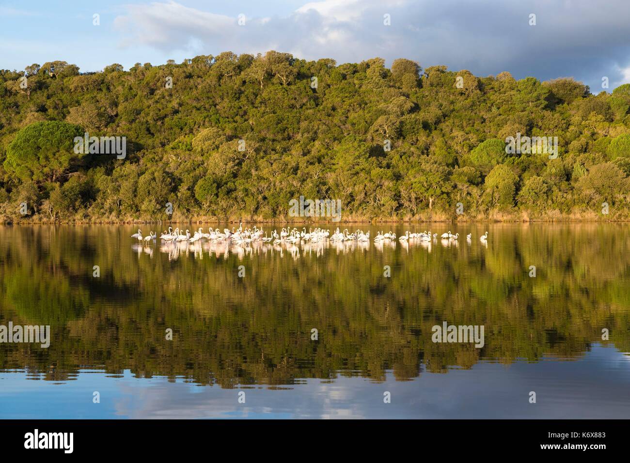 Francia, Corse du Sud, Porto Vecchio, fenicotteri sul Santa Giulia stagno Foto Stock