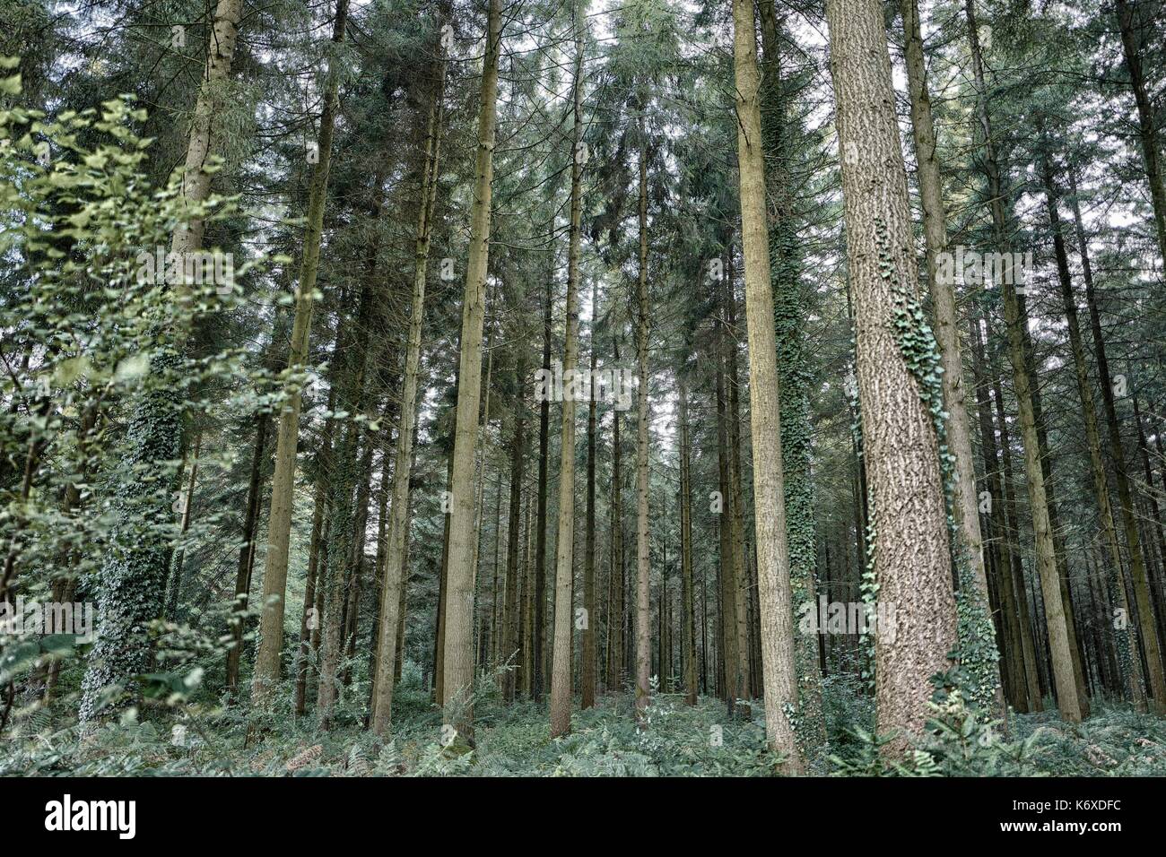 Wiltshire, Longleat, alti alberi Foto Stock