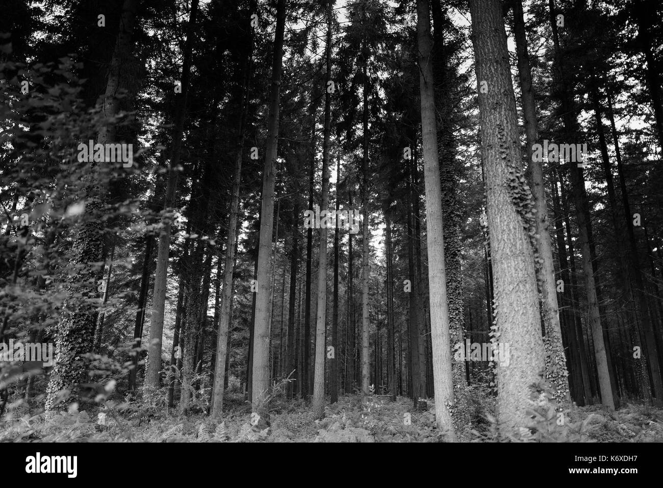 Wiltshire, Longleat, alti alberi b&W Foto Stock