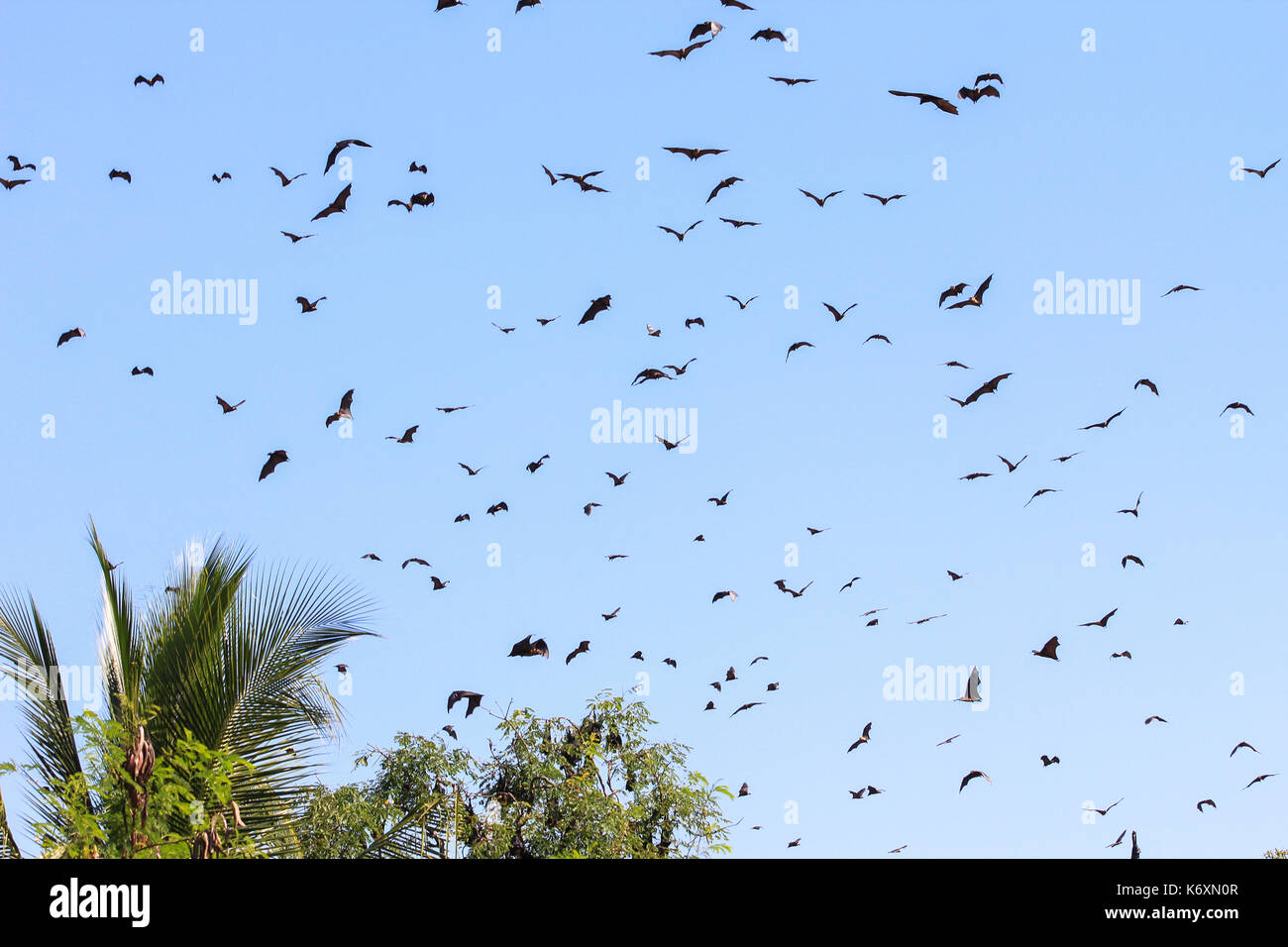 Uno sciame di pipistrelli battenti durante il giorno, in sri lanka Foto Stock