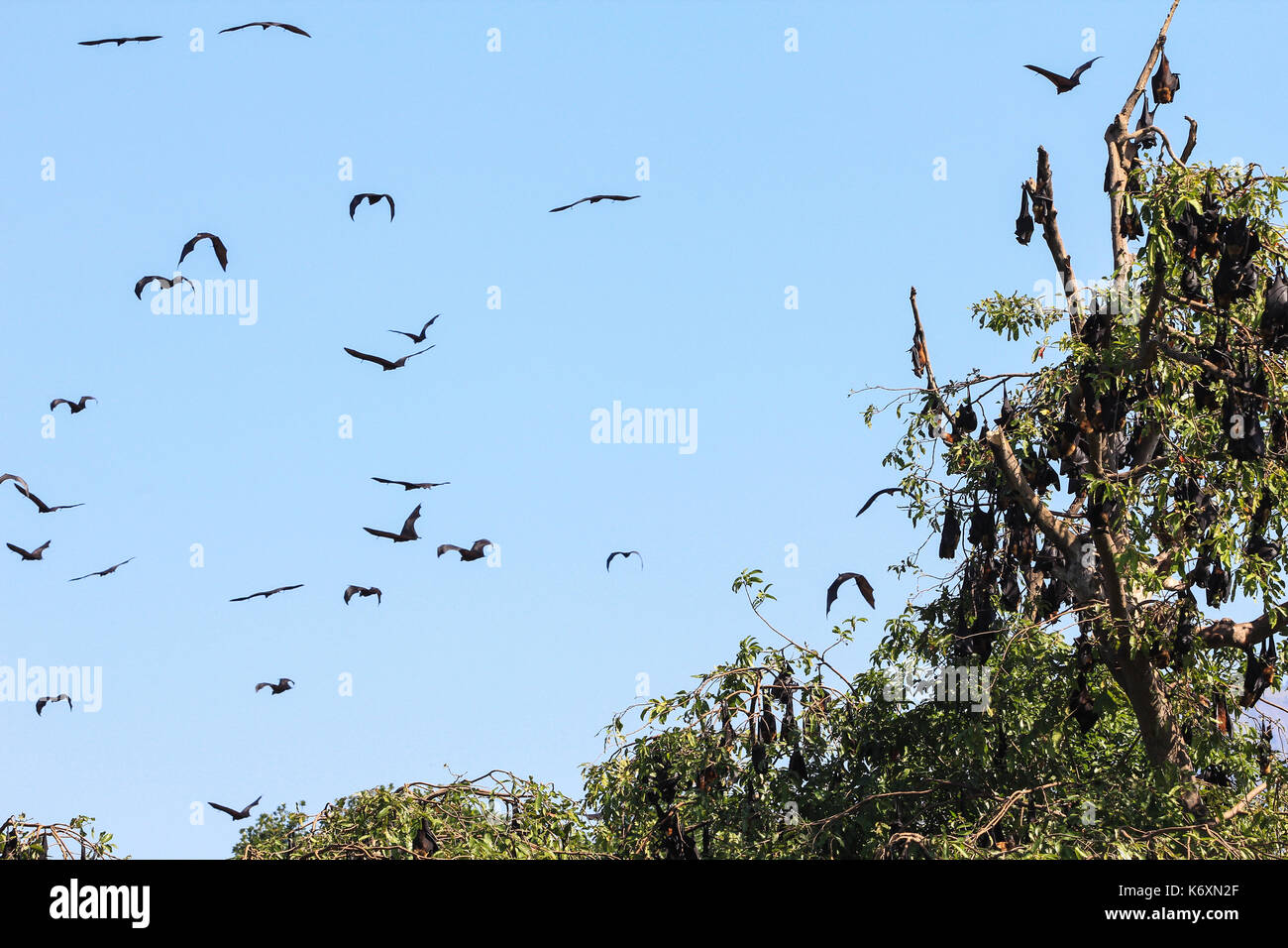 Uno sciame di pipistrelli battenti durante il giorno, in sri lanka Foto Stock