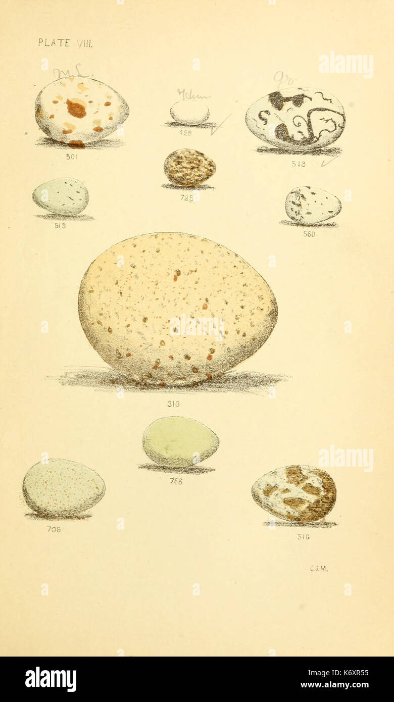 Uova di uccelli del Nord America (6237601084) Foto Stock