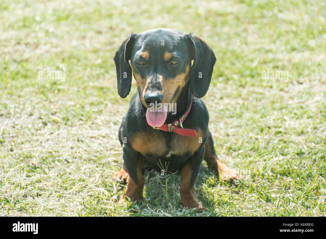 Nero a pelo corto bassotto dog sitter sull'erba Foto Stock