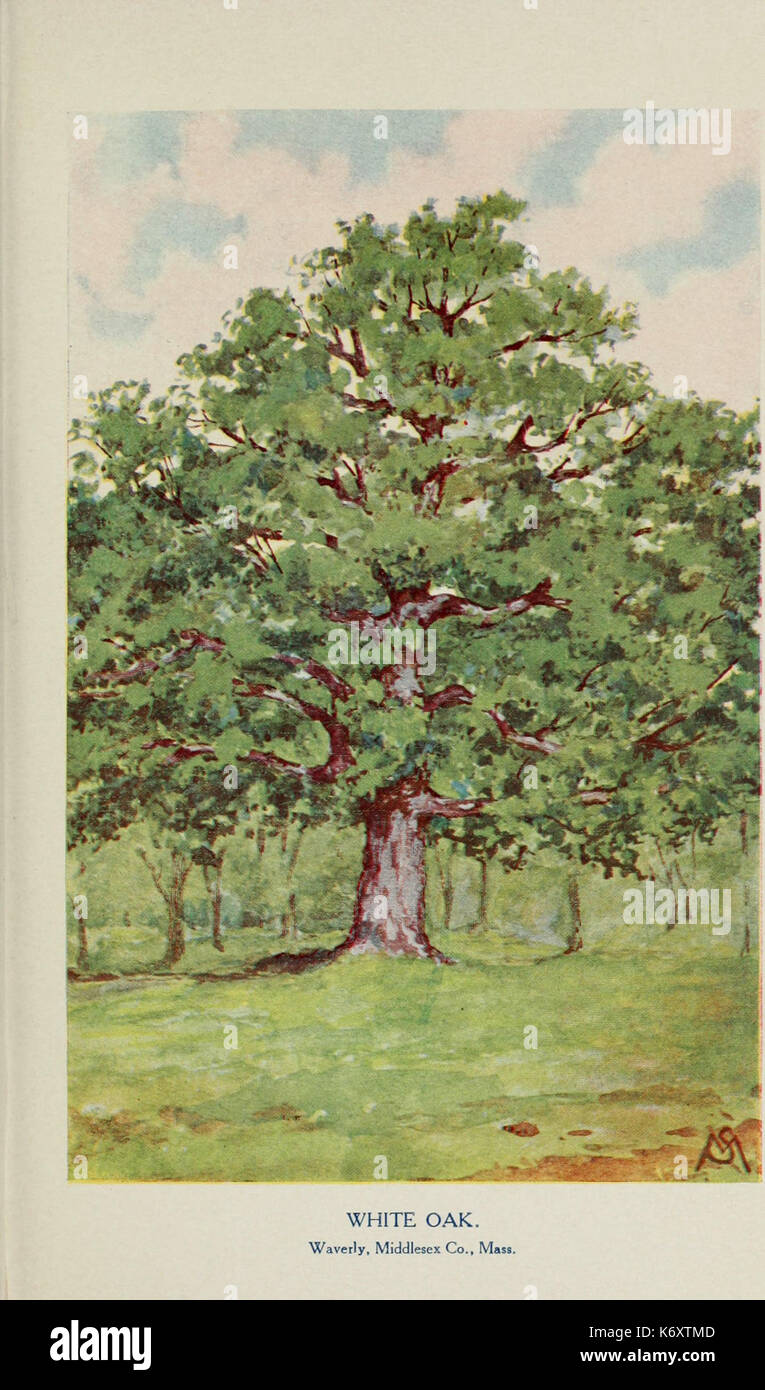 Conosce gli alberi e le loro foglie descritto ed illustrato da F. Schuyler Mathews, con illus. in colori e oltre duecento disegni dall'autore e un introd. dal lato sinistro Bailey (piastra) (6254952674) Foto Stock