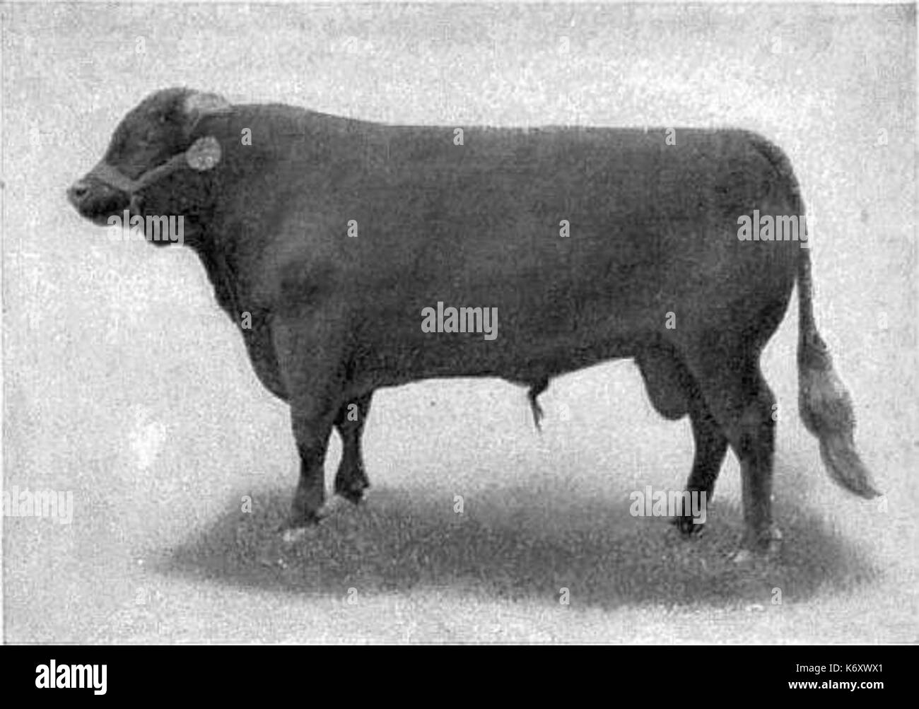EB1911 Bovini DEVON BULL Foto Stock
