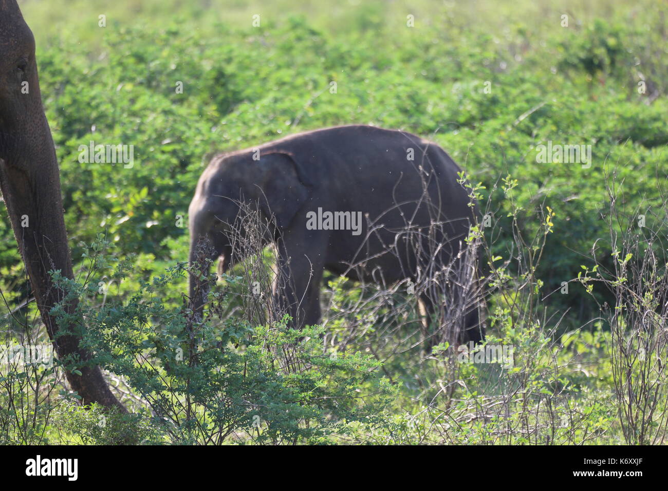 Baby Elephant, parco nazionale in Sri Lanka, Jeep Safari Foto Stock