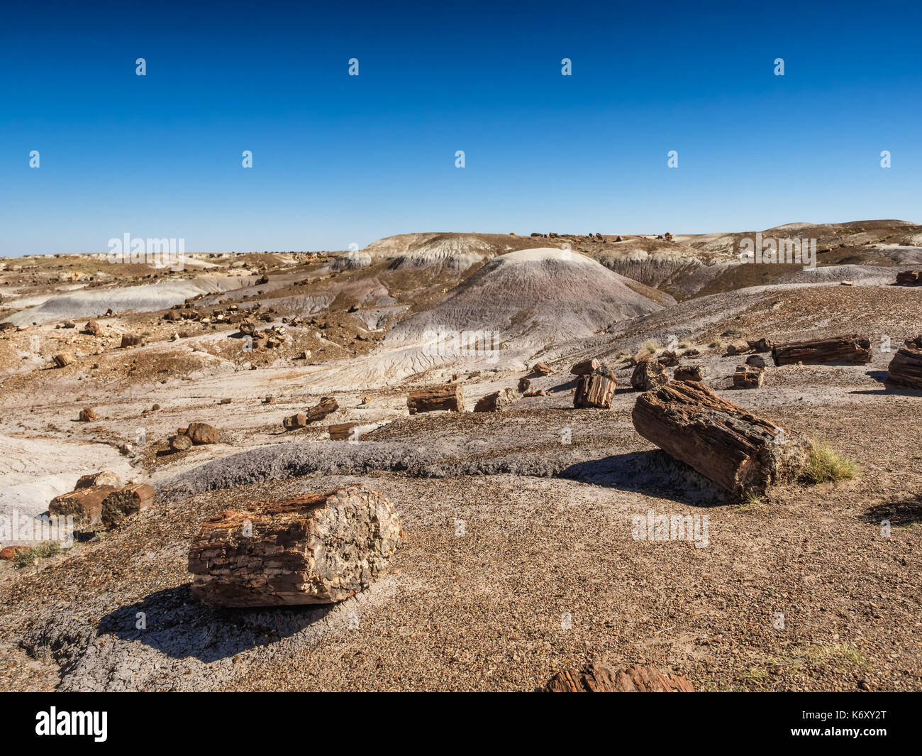 Foresta pietrificata vicino Holbrook, Arizona USA Foto Stock