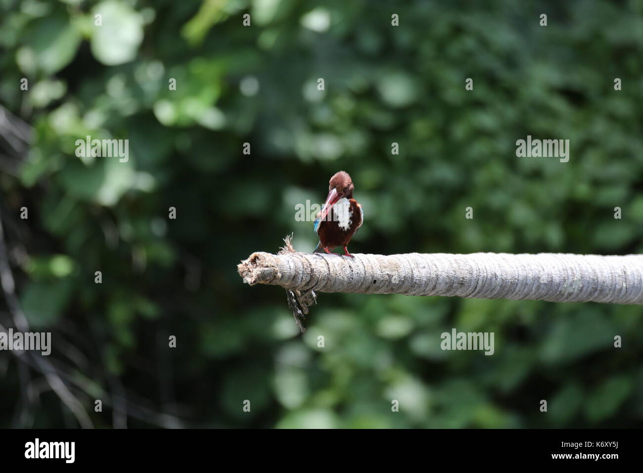 Kingfisher, Sri lanka, Asian Blu e il piumaggio bruno, bianco-throated kingfisher Foto Stock