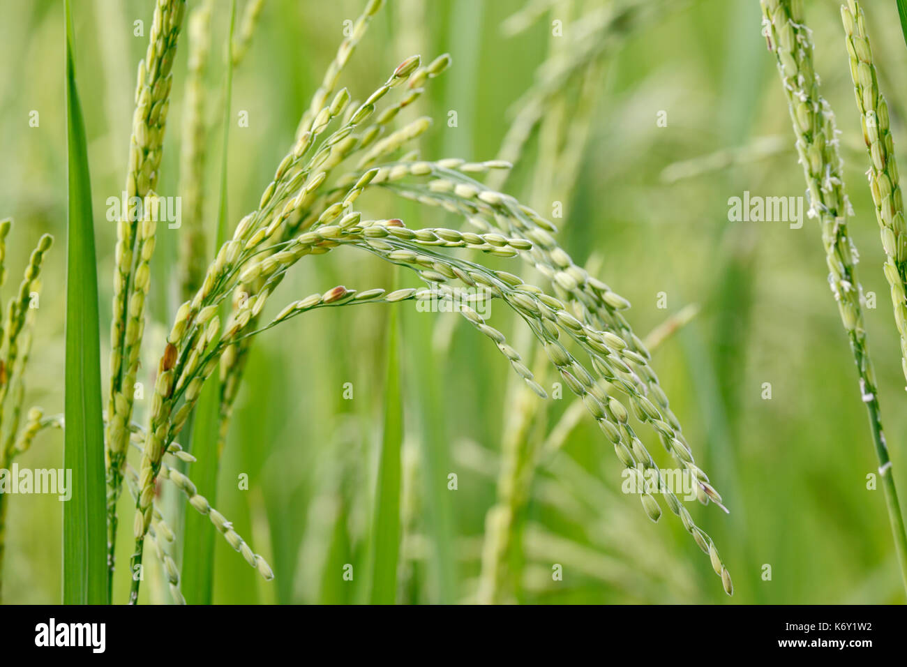 Close up prematuro risone Foto Stock