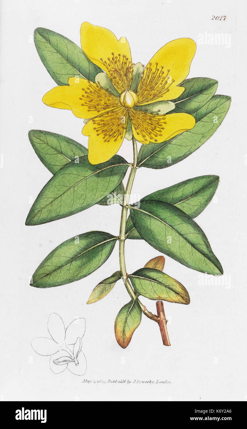 Botanica inglese James Sowerby piastra 2017 HYPERICUM calycinum fioriti lungo St Johns wort Foto Stock