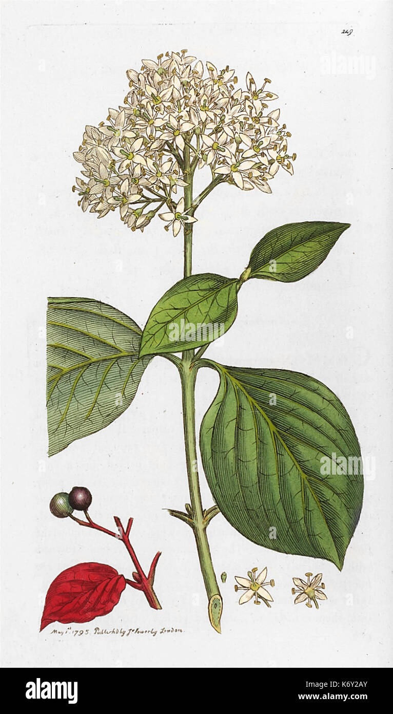 Botanica inglese James Sowerby piastra 248 Cornus sanguinea Sanguinello Foto Stock
