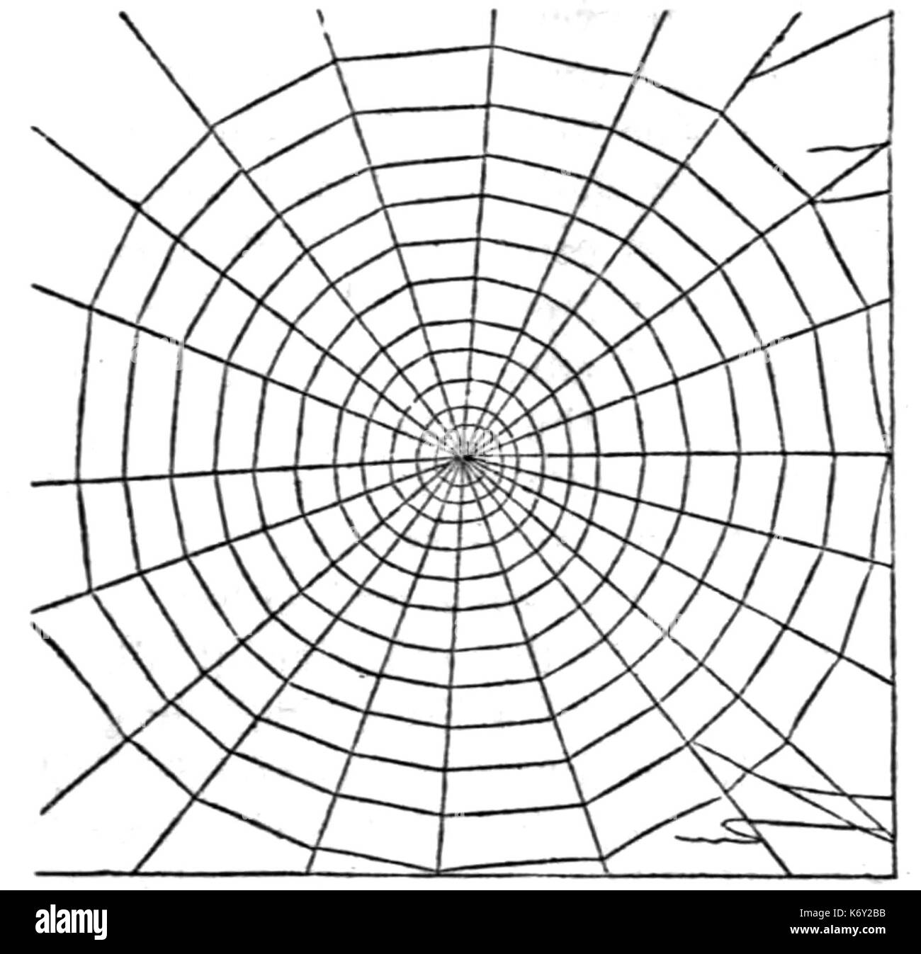 Fig. 6. Web di giardino comune Spider Foto Stock
