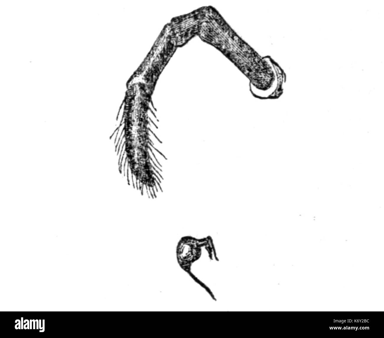 Fig. 5. Palpi, o tastatori Foto Stock