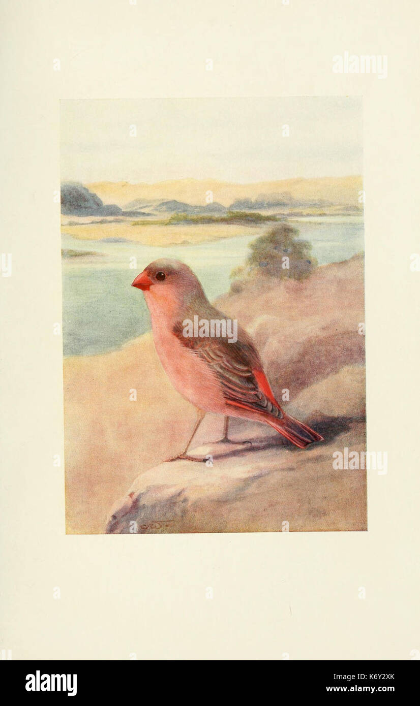 Uccelli egiziano per la maggior parte si vede nella valle del Nilo (piastra) (6465937181) Foto Stock