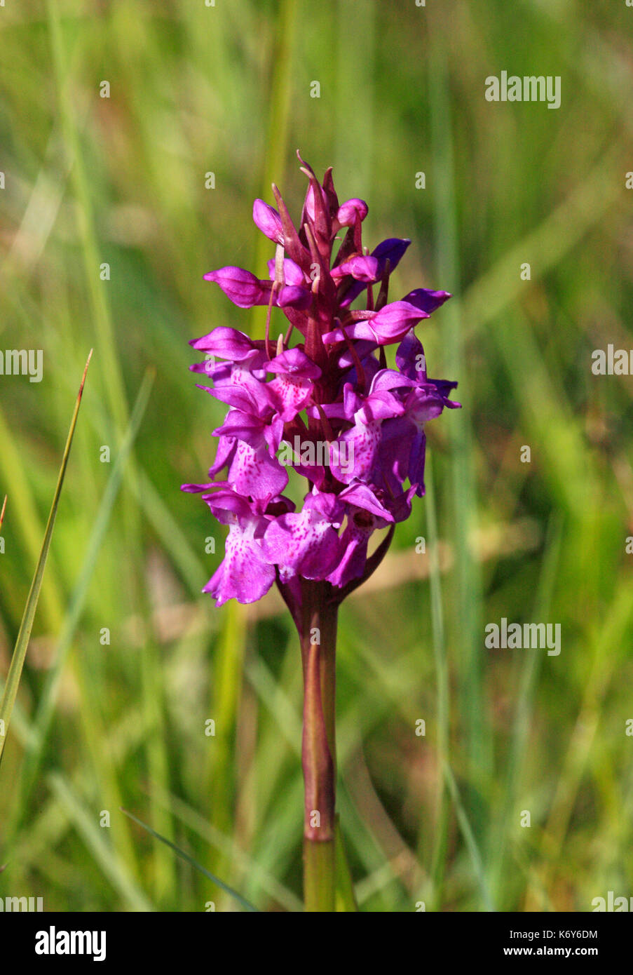 A sud della palude, orchidea Dactylorhiza Praetermissa, su upton fen, Norfolk, Inghilterra, Regno Unito. Foto Stock