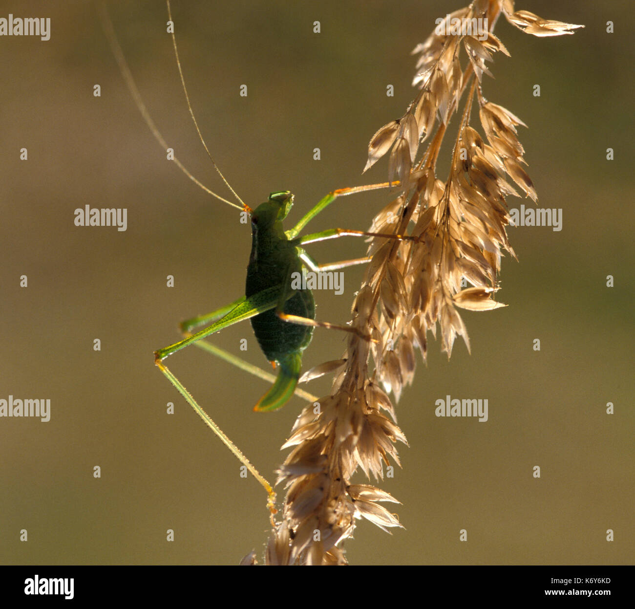 Chiazzato bush cricket, leptophyes punctatissima, UK, retroilluminazione sul gambo di erba Foto Stock
