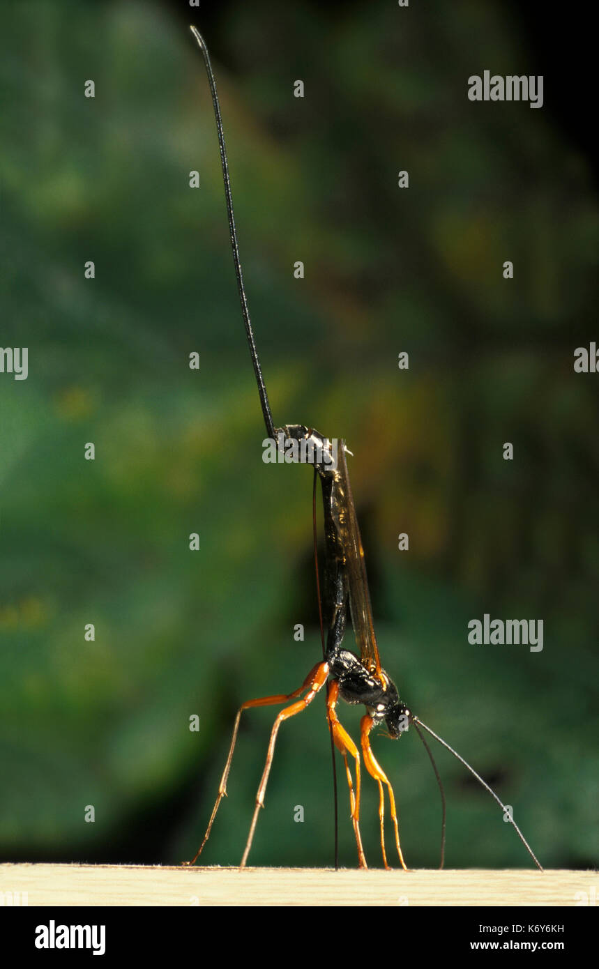 Ichneumon wasp, rhyssa persuasoria, UK, ovipositing, preparazione per deporre le uova, parassiti che depongono le loro uova in o su larve di altri insetti o spid Foto Stock