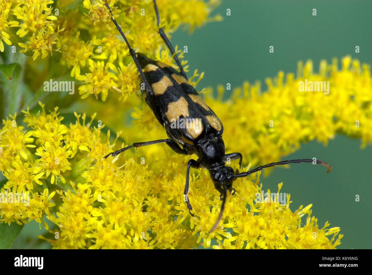 Beetle, strangalia maculata, sulla foglia, nero e giallo, Regno Unito Foto Stock