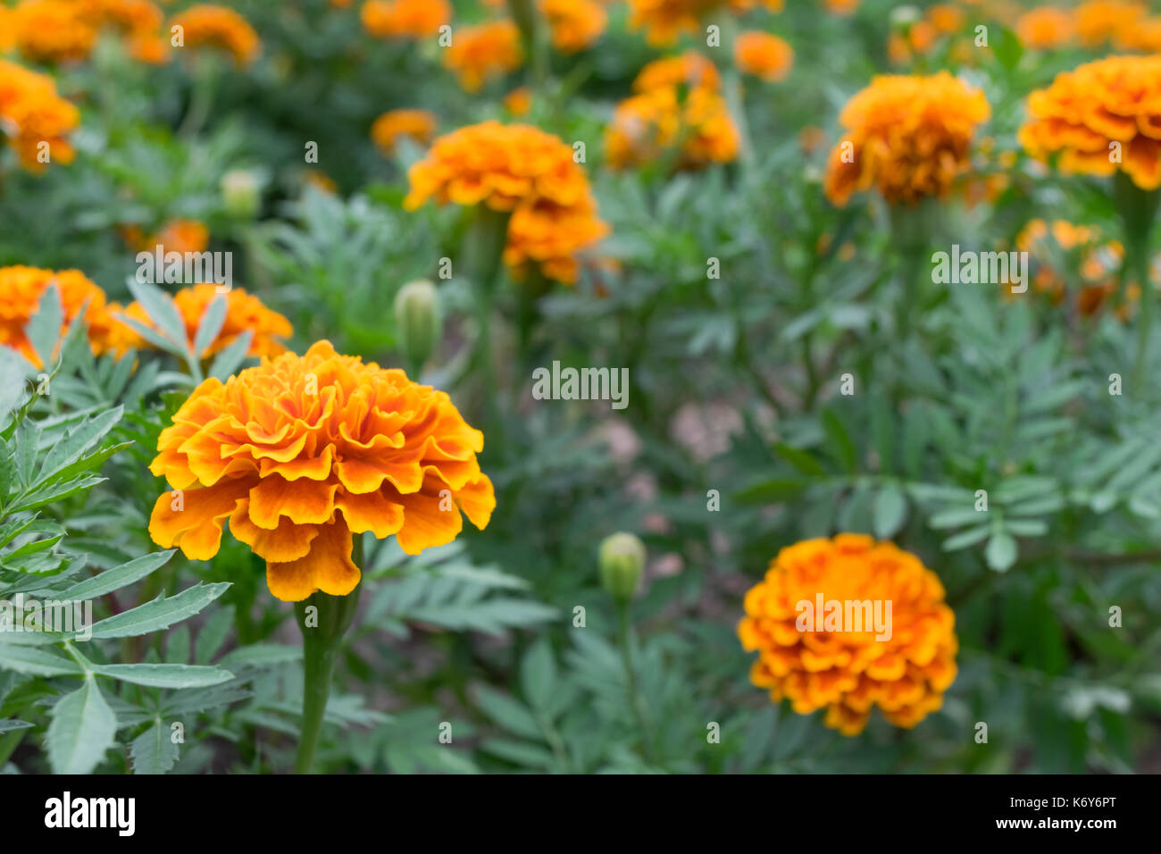 Featured image of post Immagini Gialle E Arancioni Tumblr