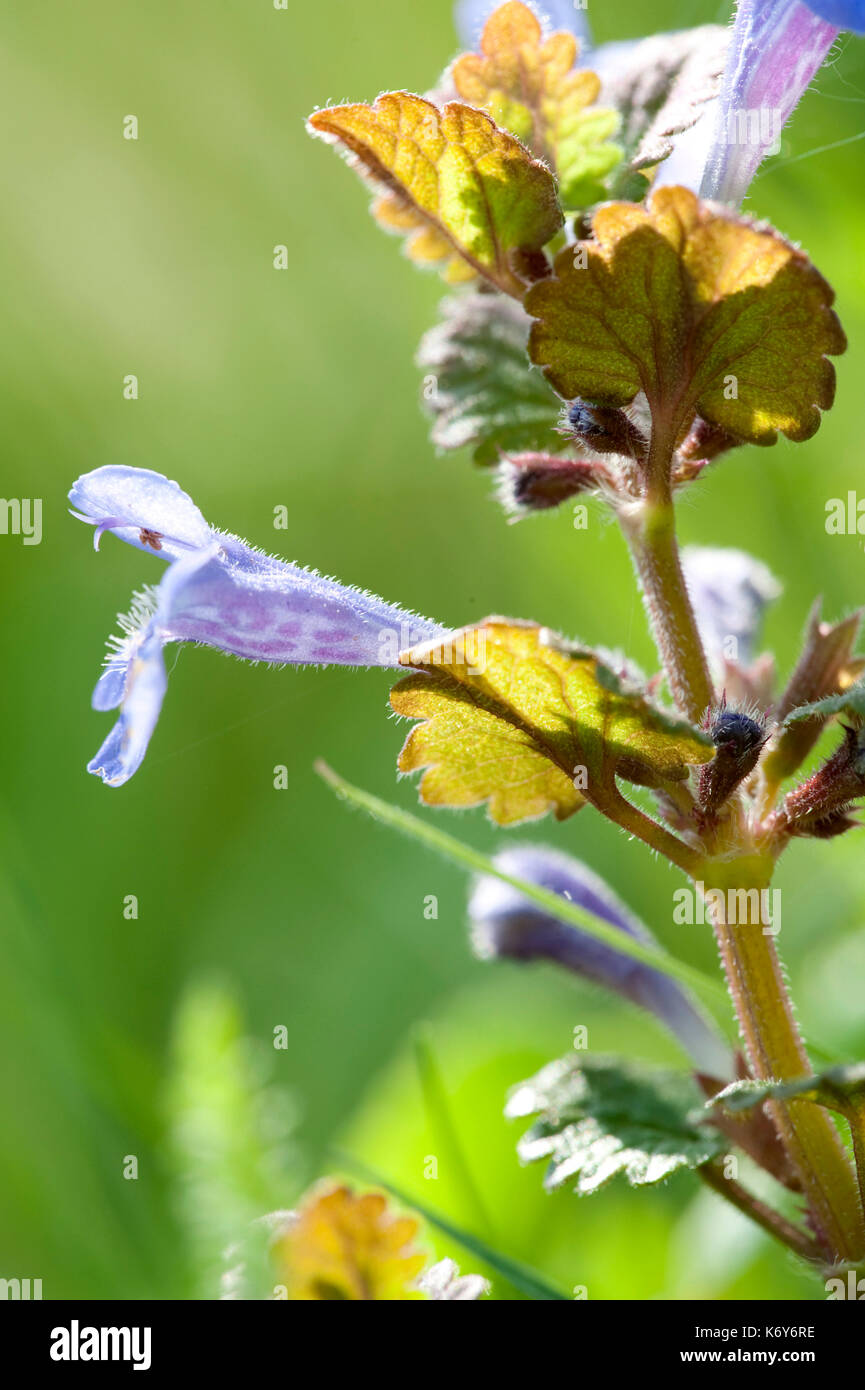 La massa di edera glechoma hederacea, kent, Regno Unito, close up più lento, viola Foto Stock