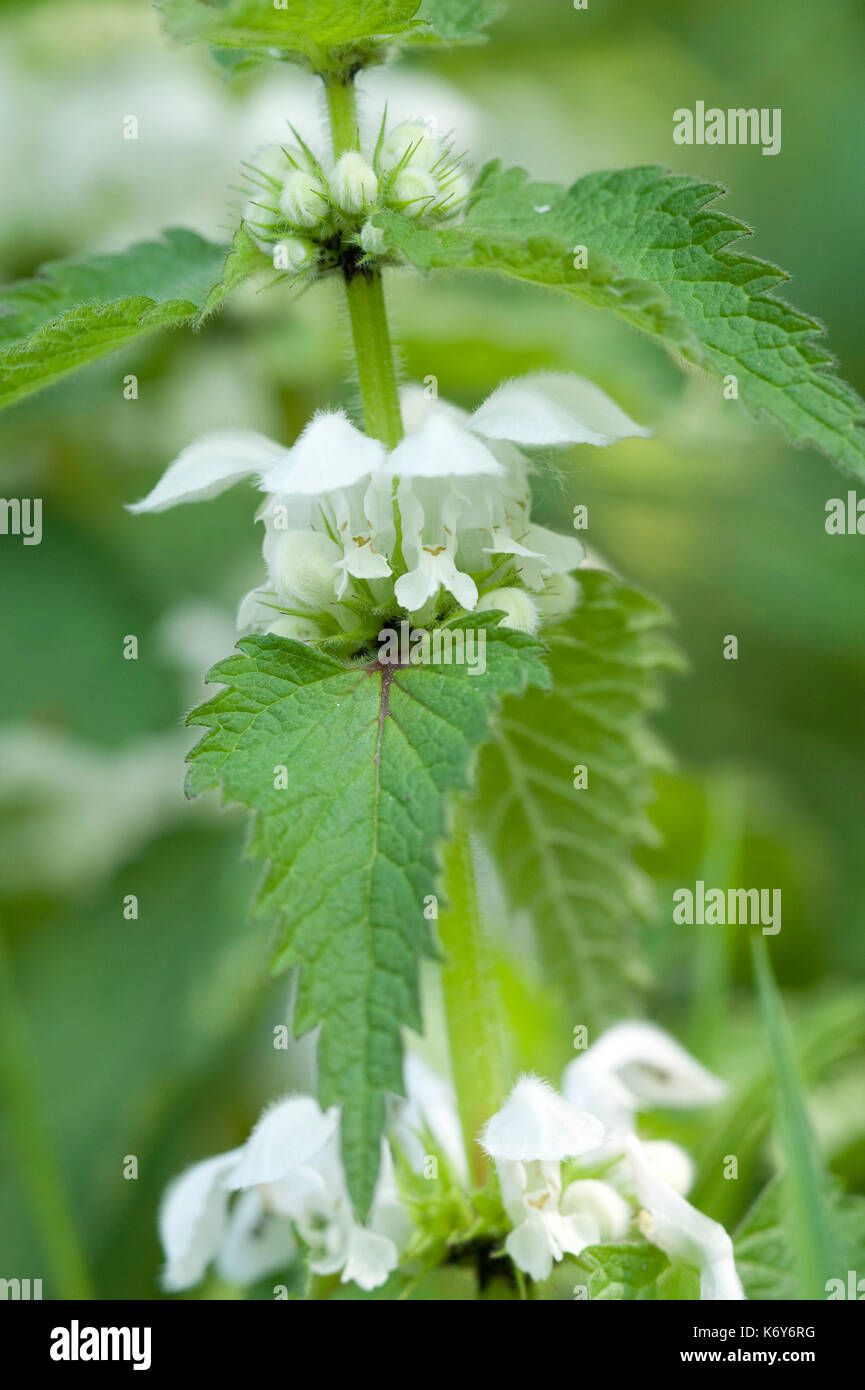Morti Bianche ortica, lamium album, monkton riserva naturale, thanet campagna fiducia, kent, Regno Unito, buona fonte di nettare per le api, manca di peli urticante Foto Stock