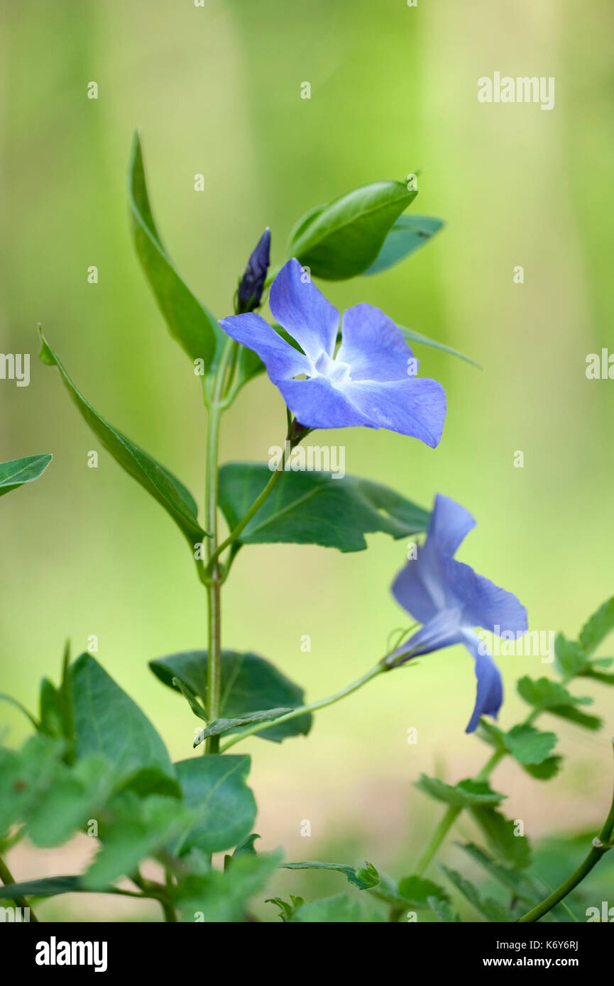 Maggiore pervinca, vinca major, monkton riserva naturale, thanet campagna fiducia, kent, Regno Unito, viola, fiori blu Foto Stock