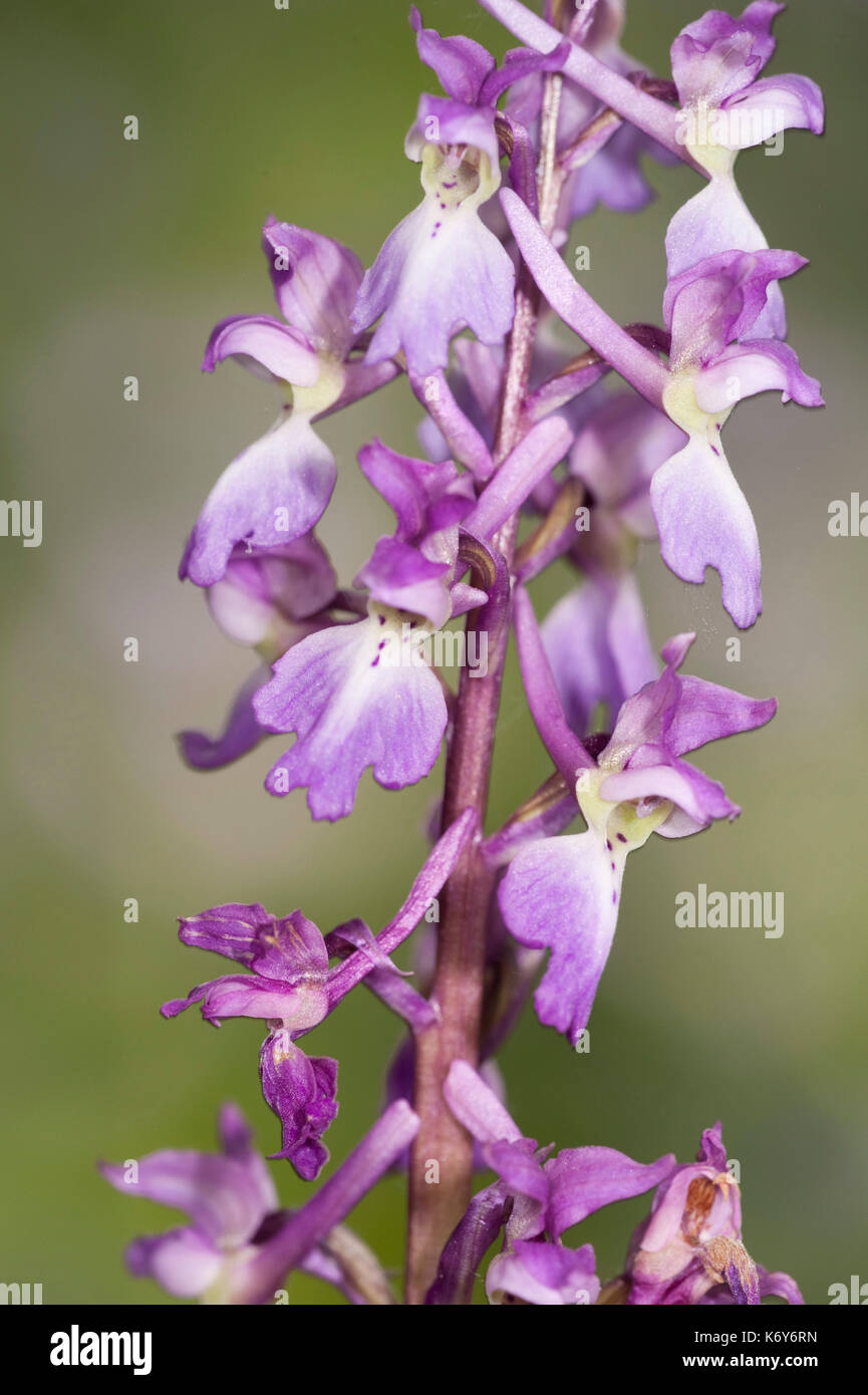 Inizio purple orchid, Orchis mascula, stockbury collina bosco, kent Wildlife Trust, Regno Unito Foto Stock